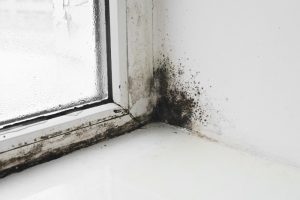 Black Mould Removal in Bolton