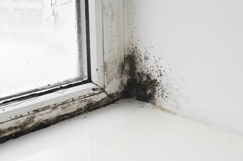 Black Mould Removal in Bolton